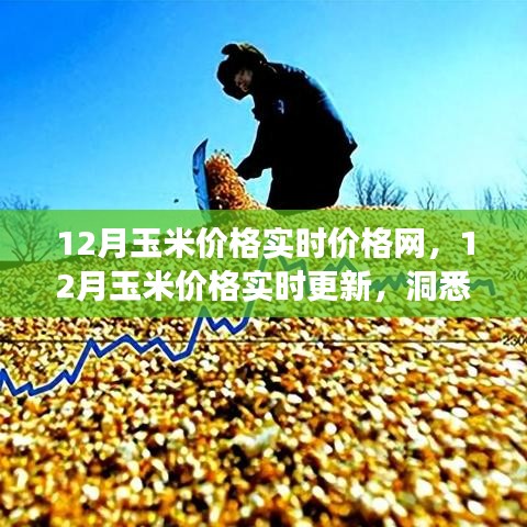 12月玉米價(jià)格實(shí)時(shí)更新與市場(chǎng)動(dòng)態(tài)洞察