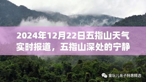 2024年冬至五指山探險(xiǎn)之旅，深山寧?kù)o與天氣實(shí)時(shí)報(bào)道的心靈之旅