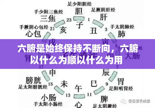 六腑是始終保持不斷向，六腑以什么為順以什么為用 