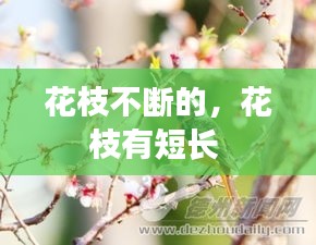 花枝不斷的，花枝有短長 