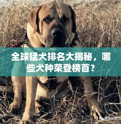 全球猛犬排名大揭秘，哪些犬種榮登榜首？