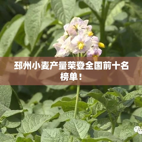 邳州小麥產(chǎn)量榮登全國(guó)前十名榜單！