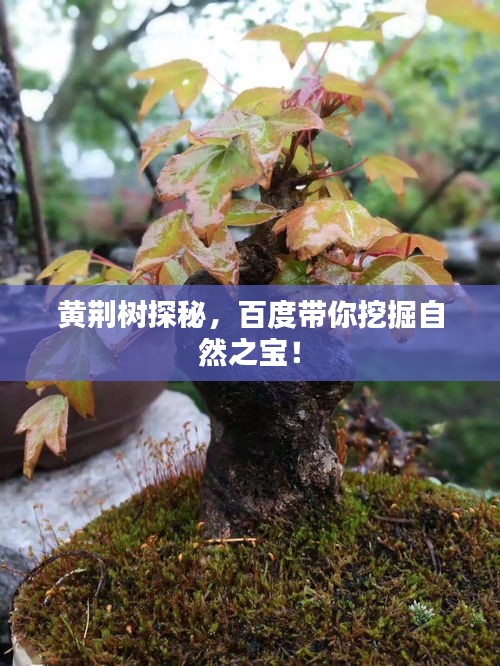 黃荊樹探秘，百度帶你挖掘自然之寶！