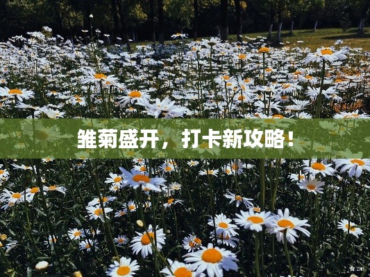 雛菊盛開，打卡新攻略！