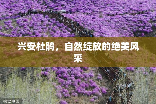 興安杜鵑，自然綻放的絕美風(fēng)采