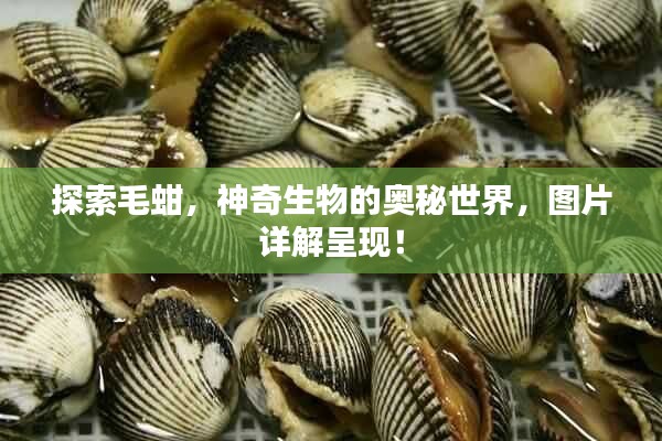 探索毛蚶，神奇生物的奧秘世界，圖片詳解呈現(xiàn)！