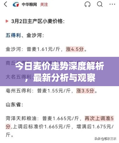 今日麥價走勢深度解析，最新分析與觀察