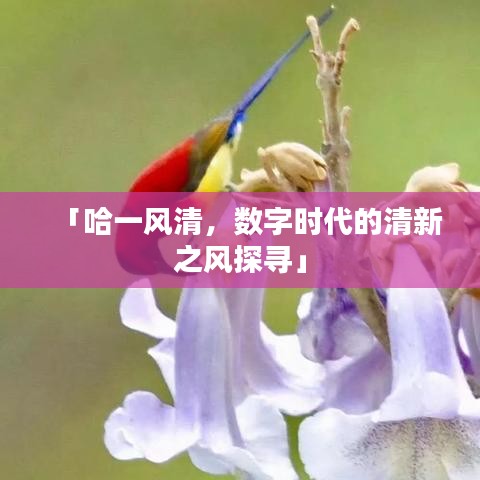 「哈一風(fēng)清，數(shù)字時(shí)代的清新之風(fēng)探尋」