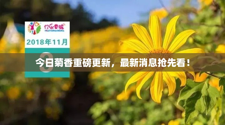 今日菊香重磅更新，最新消息搶先看！