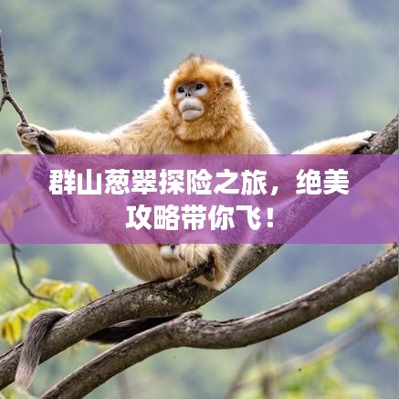 群山蔥翠探險(xiǎn)之旅，絕美攻略帶你飛！