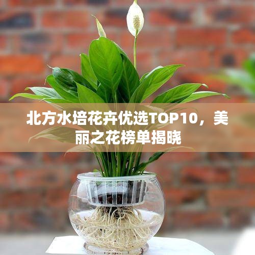 北方水培花卉優(yōu)選TOP10，美麗之花榜單揭曉