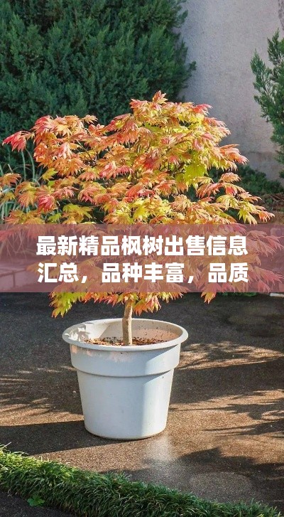 最新精品楓樹出售信息匯總，品種豐富，品質(zhì)卓越